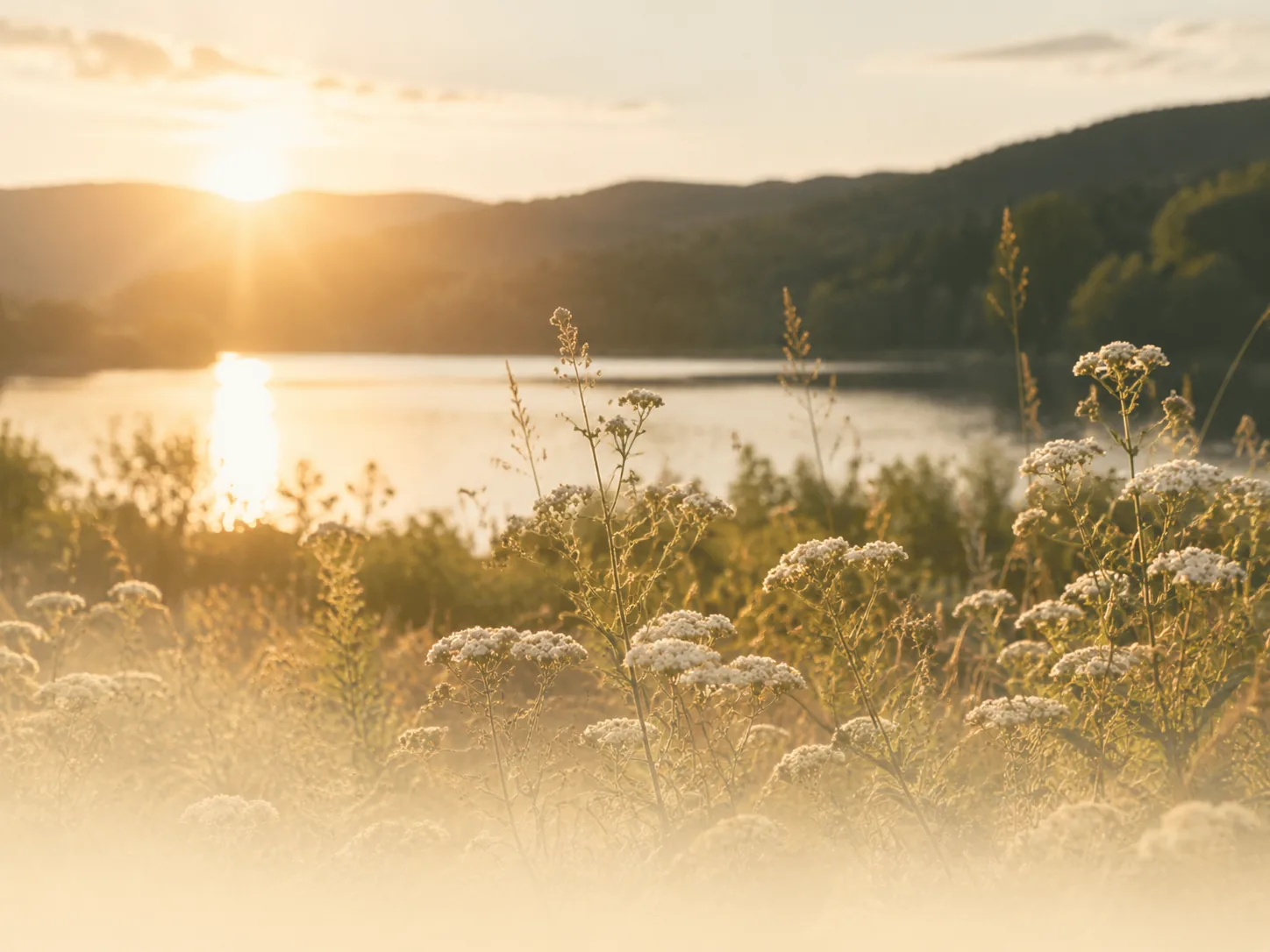Wildflowers glowing beside a quiet lake at sunrise